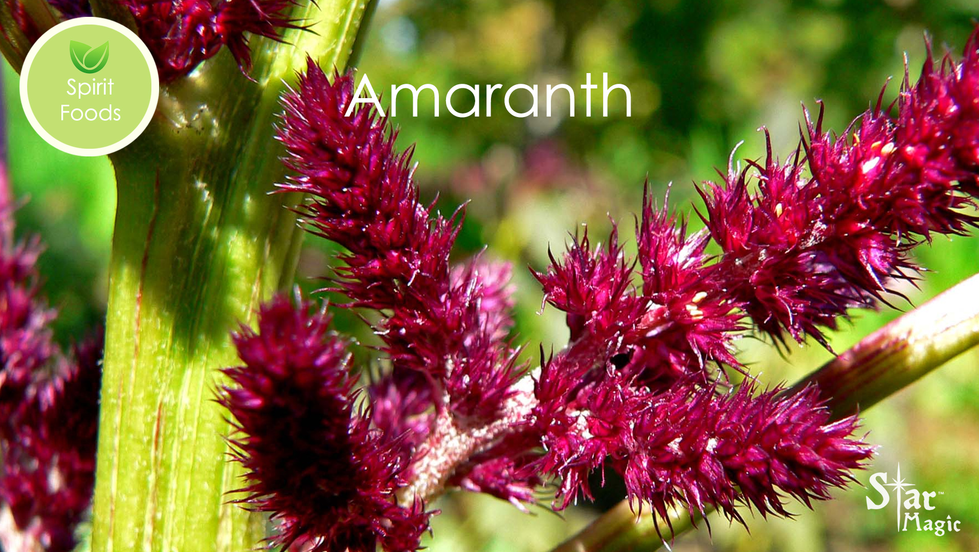 Spirit Food – Amaranth