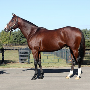 Horse Healing - Sport’s Performance Package