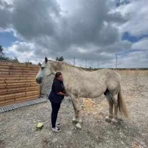 Bi-Weekly Maintenance Package - Healing For Horses